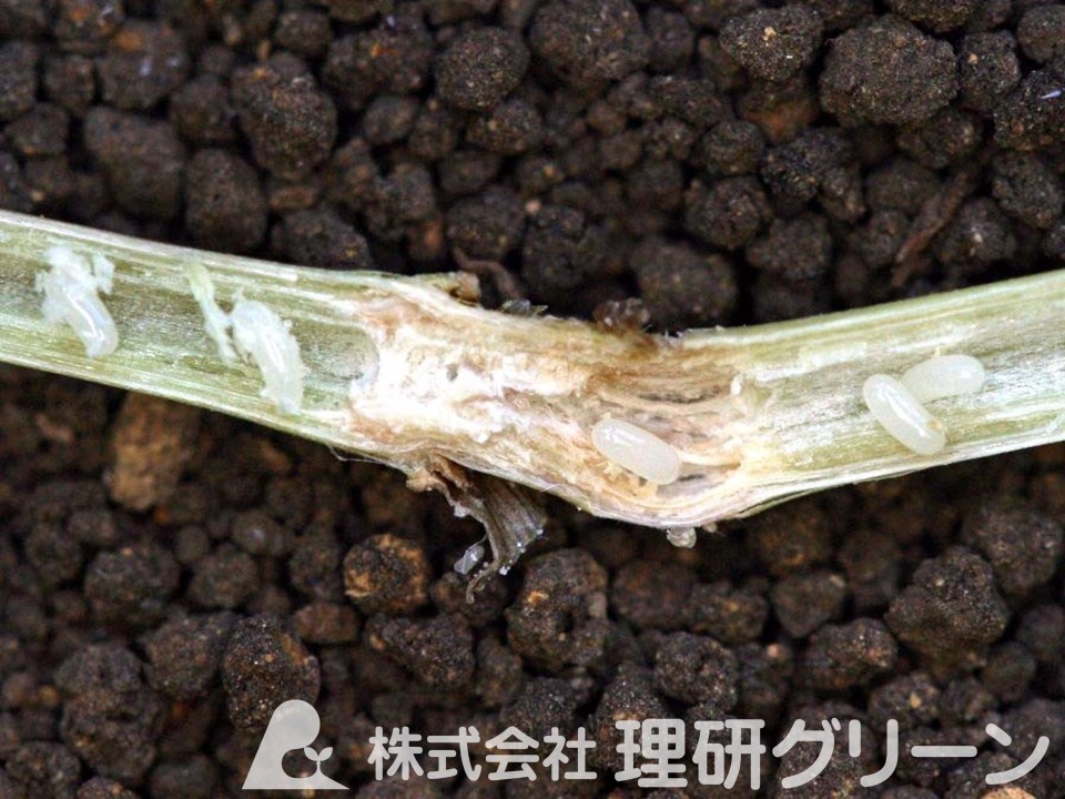 シバオサゾウムシ卵