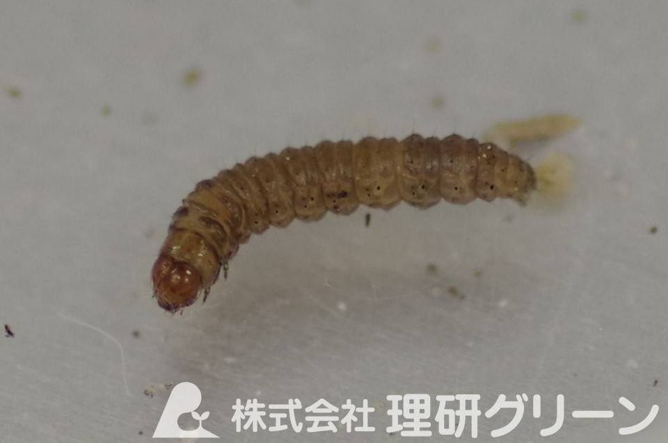 シバツトガ幼虫