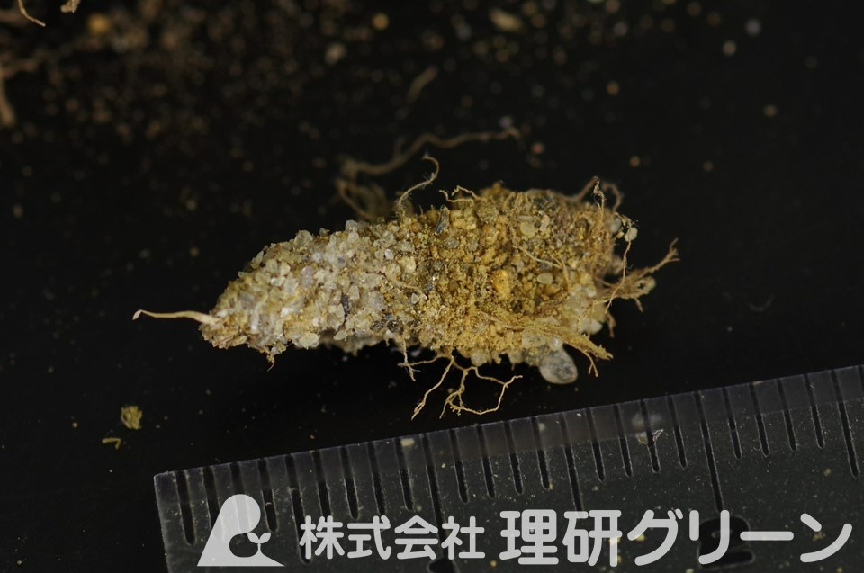 シバツトガの苞