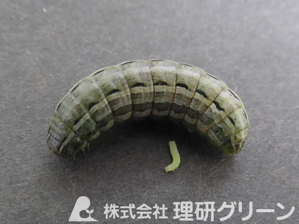 スジキリヨトウ幼虫（上が6齢、下が2齢）