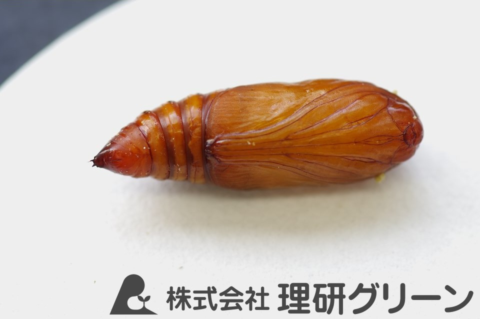 スジキリヨトウ蛹