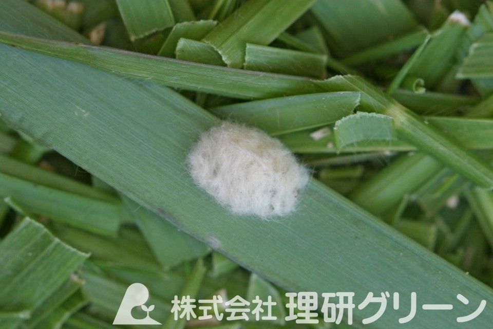スジキリヨトウ卵塊