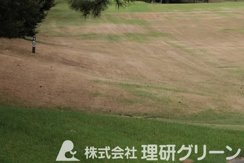 スジキリヨトウの被害