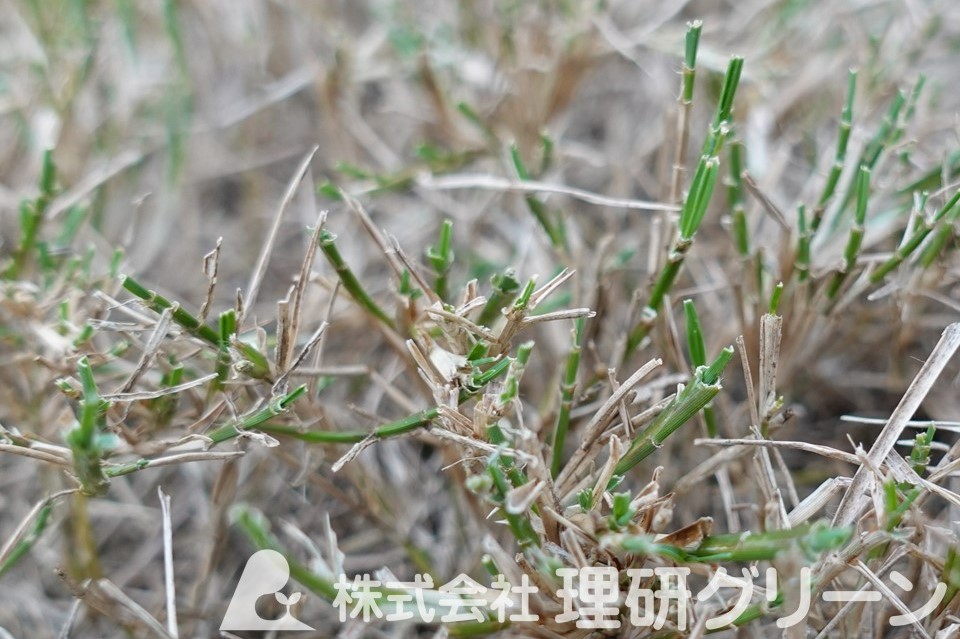 食害により葉先が無くなったノシバラフ