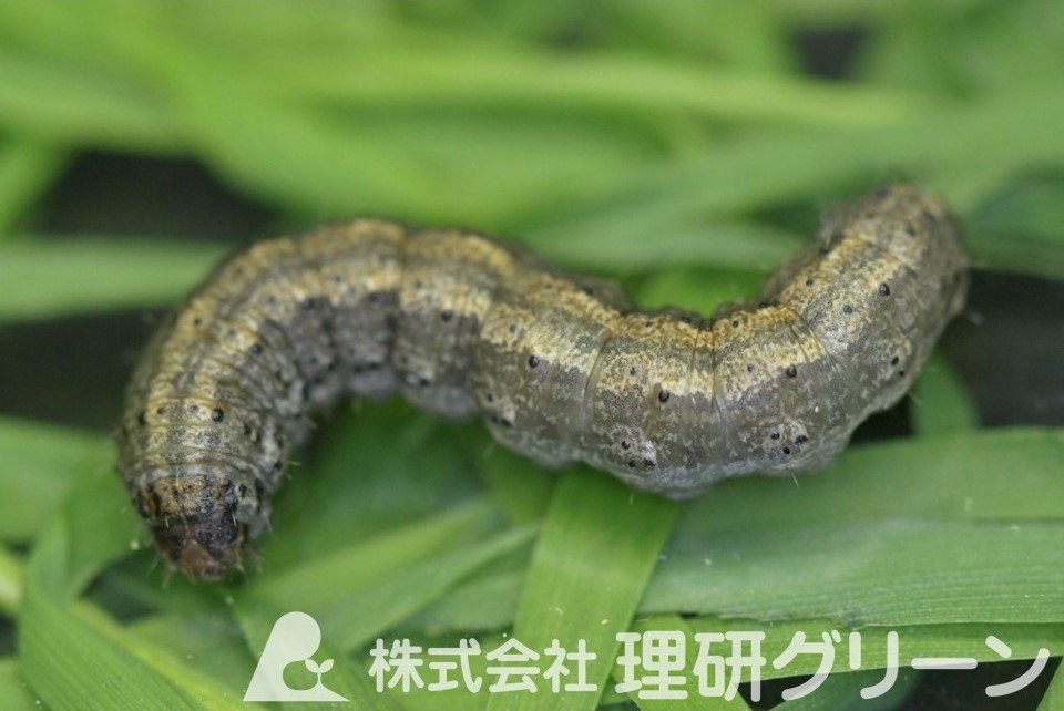 タマナヤガ幼虫
