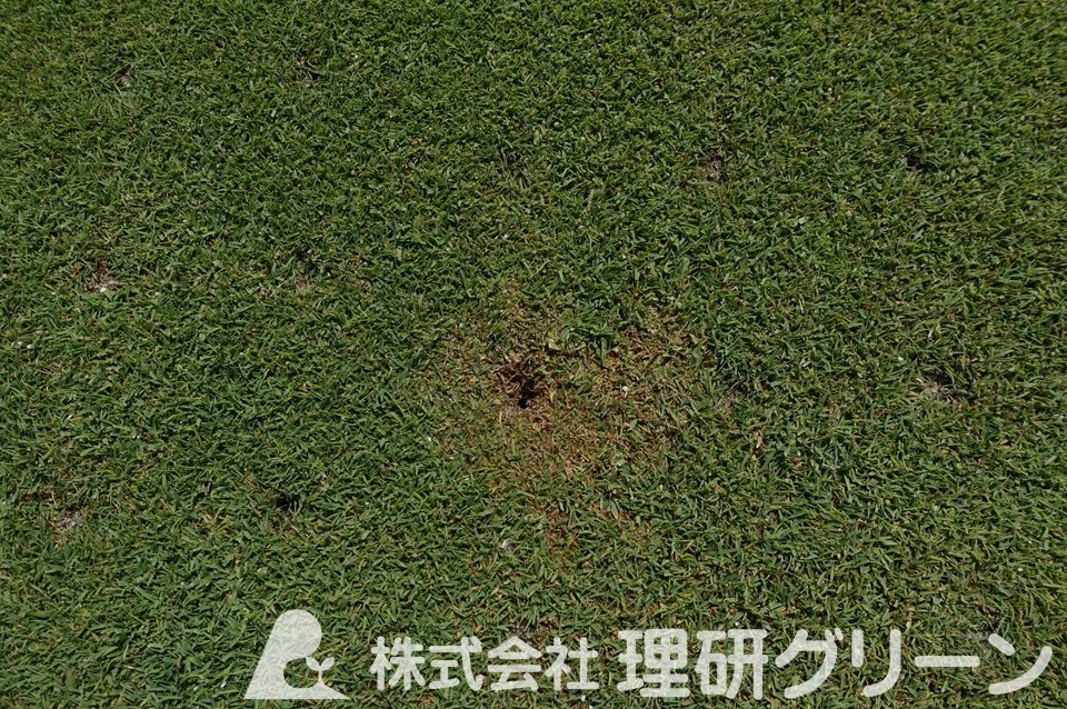 タマナヤガ食害痕