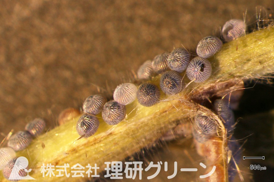 タマナヤガ卵