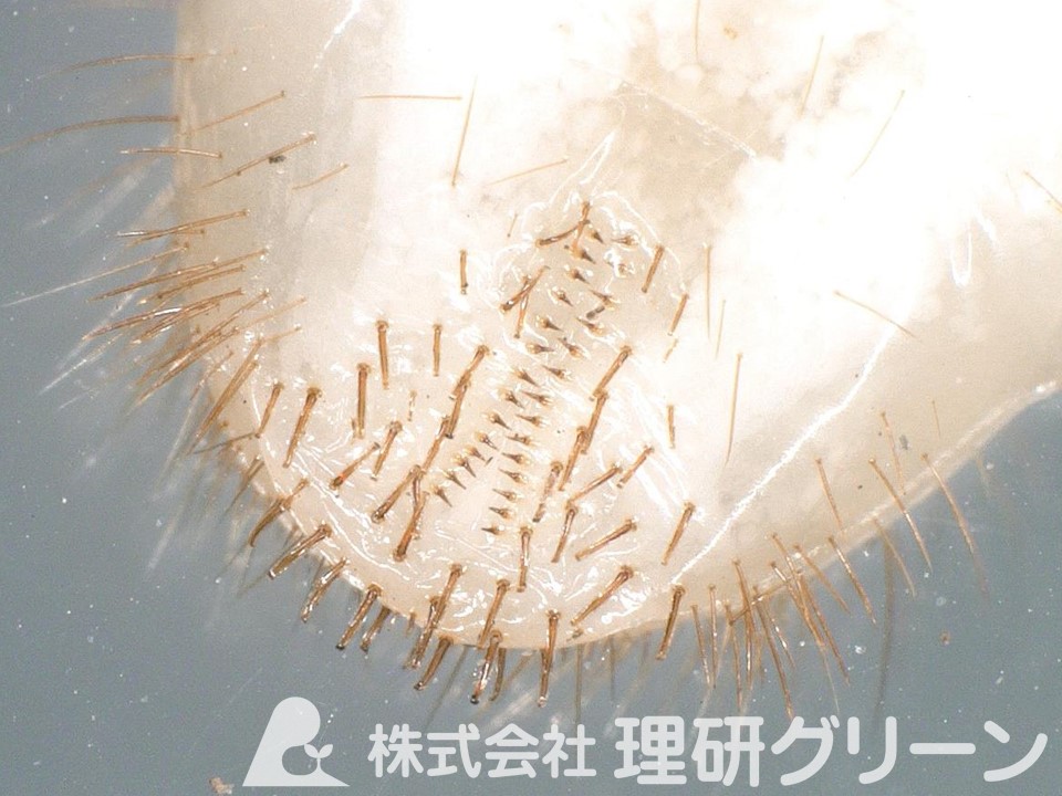ウスチャコガネのラスター（幼虫の尾部の毛）