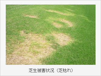 芝生被害状況（芝枯れ）