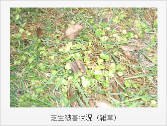 芝生被害状況（雑草）